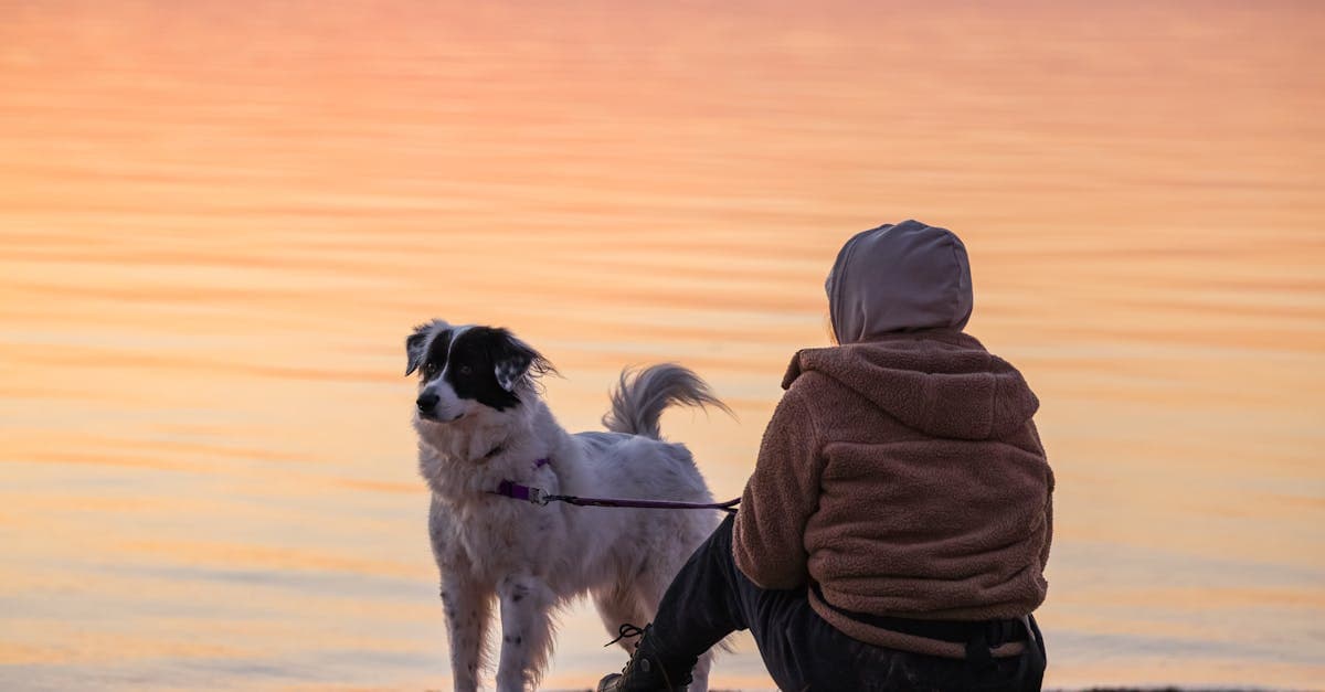 Cover Image for Paws on the Path: Explore Exciting Dog Walker Jobs Near You!