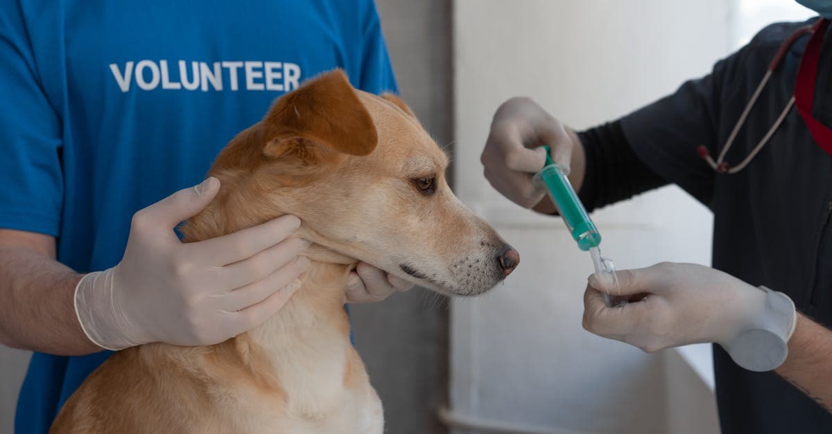 Cover Image for Paws & Claws: Exceptional Veterinarian Services for Your Furry Friends
